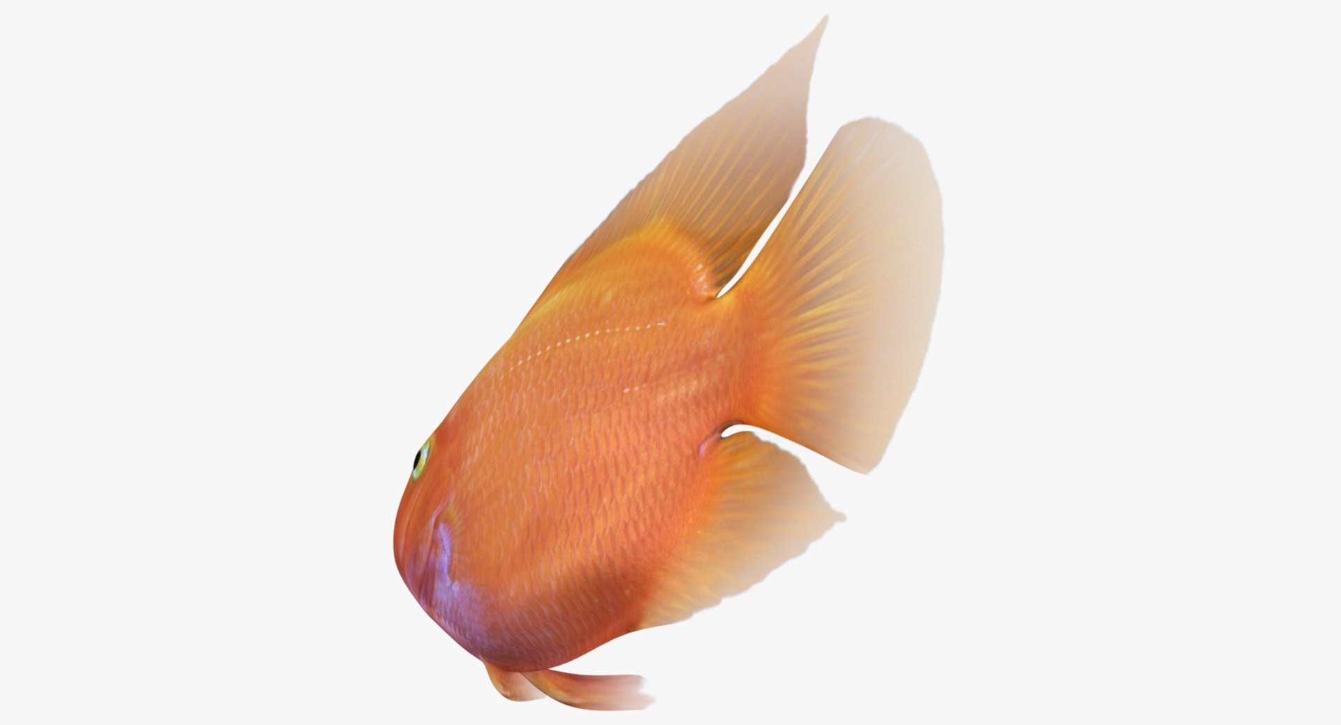blood parrot cichlid scanline 3d model https://p.turbosquid.com/ts-thumb/od/fPJUTf/cowMkZgt/ryukingoldfish_rr04/jpg/1527029453/1920x1080/fit_q87/b55f0e27640132ef009627e8d72b532f83ec41cc/ryukingoldfish_rr04.jpg