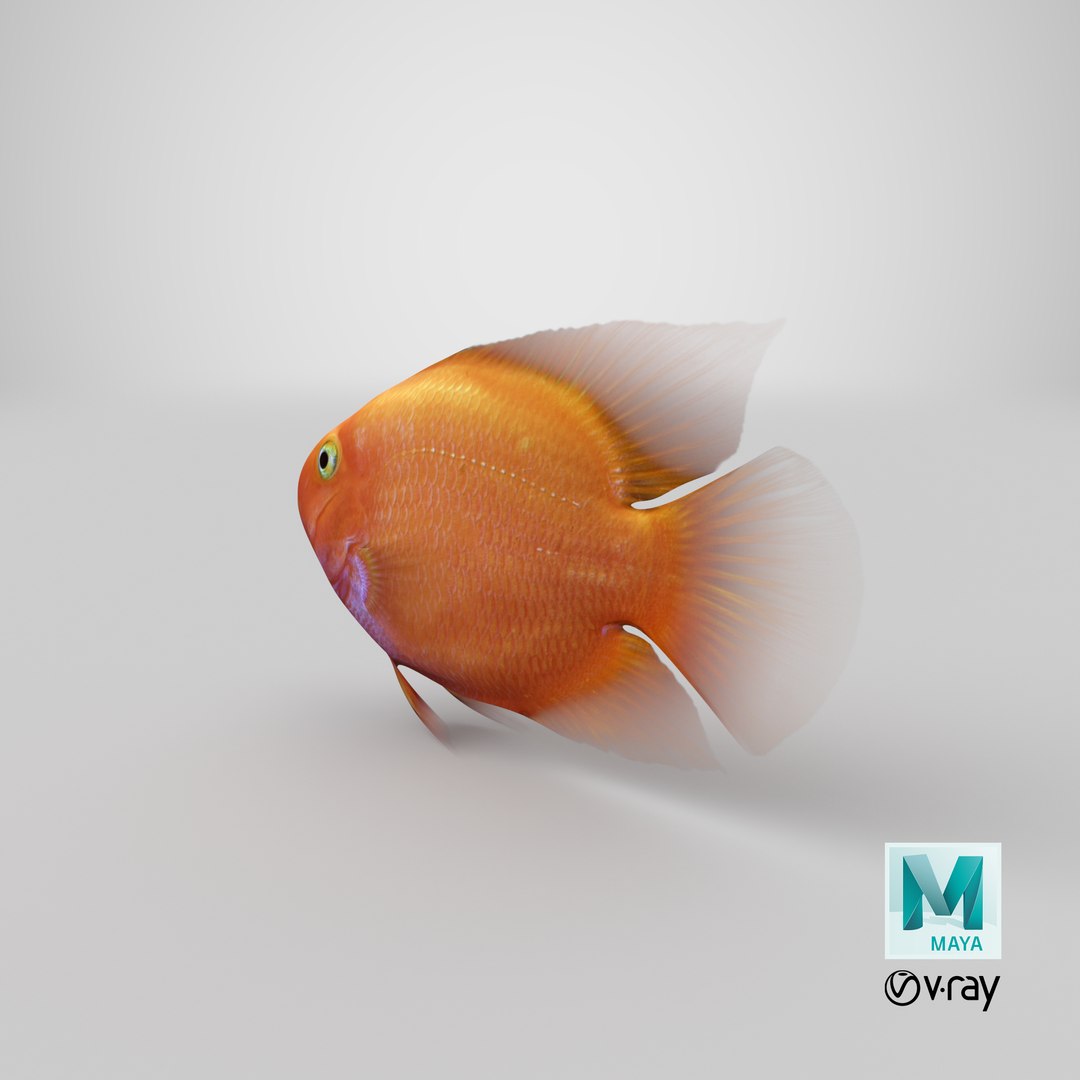 blood parrot cichlid scanline 3d model https://p.turbosquid.com/ts-thumb/od/fPJUTf/eU0Me30q/stemcell_maya_vray_render/png/1546907476/1920x1080/fit_q87/54ad8c85838ef10d33ef1d752e3fdea3aae21df5/stemcell_maya_vray_render.jpg