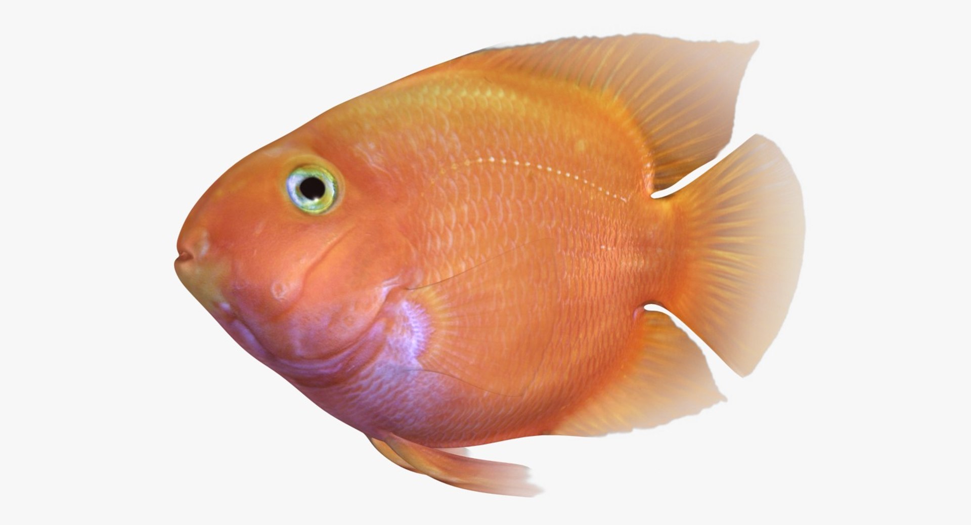 blood parrot cichlid scanline 3d model https://p.turbosquid.com/ts-thumb/od/fPJUTf/hikiEEzA/ryukingoldfish_rr03/jpg/1527029453/1920x1080/fit_q87/362527b41043e5048f7dff53d0f8920ae51649cf/ryukingoldfish_rr03.jpg
