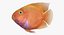 Blood Parrot Cichlid