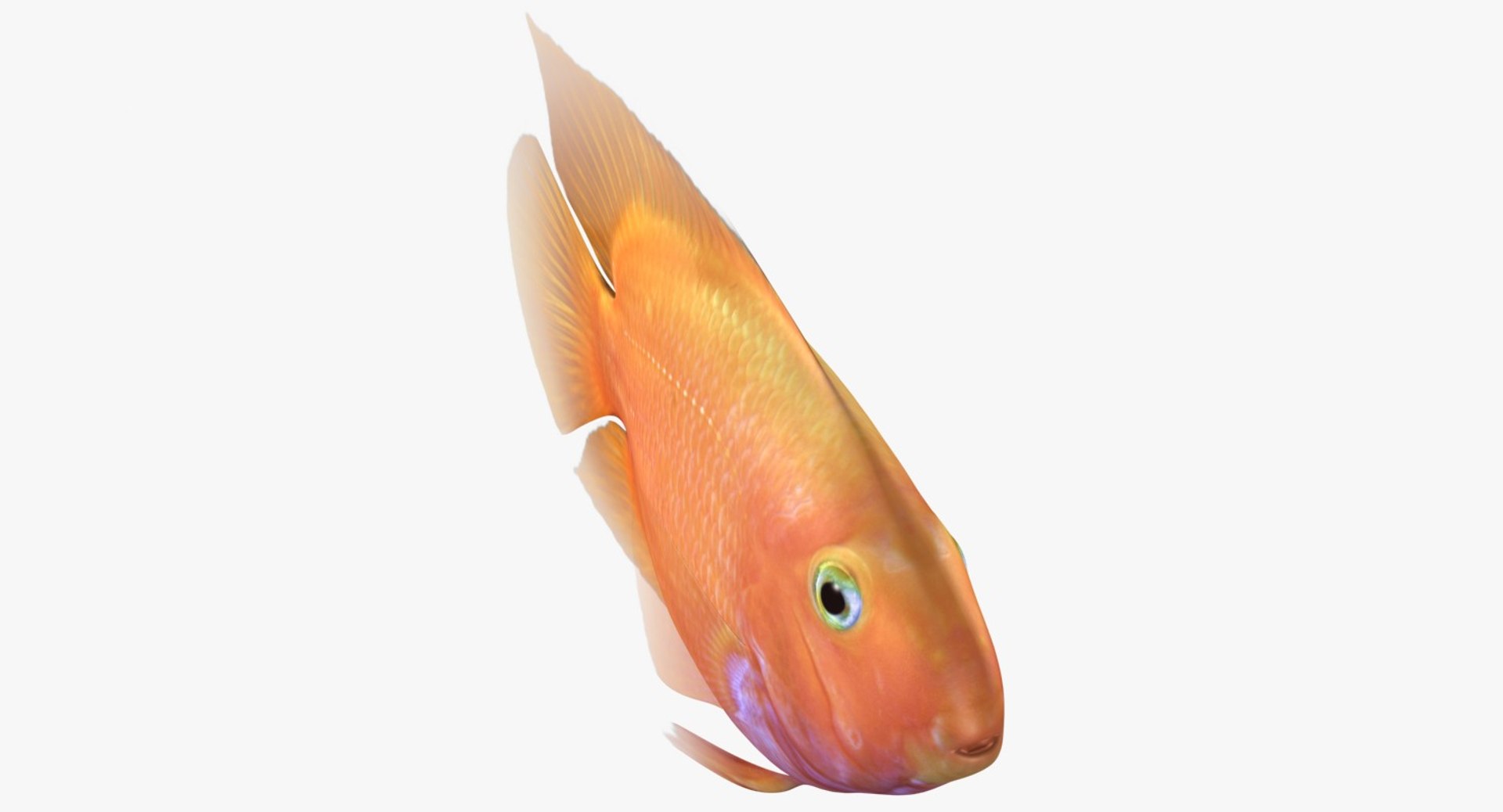blood parrot cichlid scanline 3d model https://p.turbosquid.com/ts-thumb/od/fPJUTf/oKuxk80i/ryukingoldfish_rr12/jpg/1527029454/1920x1080/fit_q87/39ae4b98e4ed3dde719a003a16f87485e2379606/ryukingoldfish_rr12.jpg