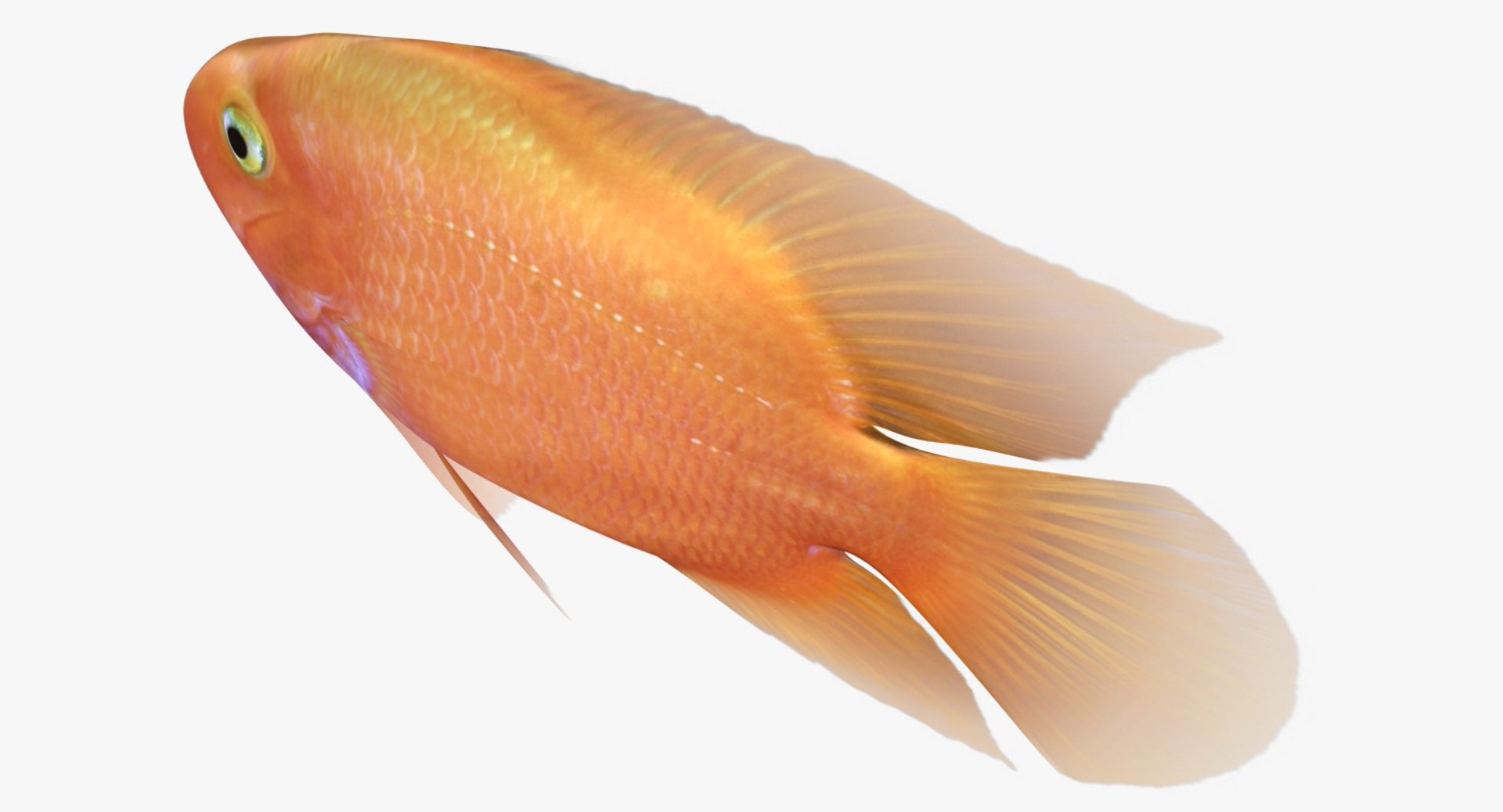 blood parrot cichlid scanline 3d model https://p.turbosquid.com/ts-thumb/od/fPJUTf/oS2JYnIg/ryukingoldfish_rr16/jpg/1527029454/1920x1080/fit_q87/193901d40e2af14eb92bc0c3456963e01bfa9335/ryukingoldfish_rr16.jpg