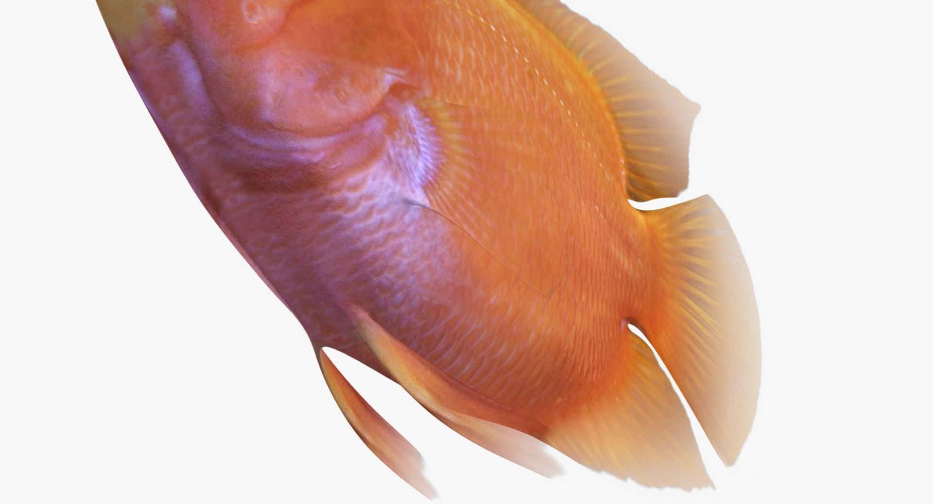 blood parrot cichlid scanline 3d model https://p.turbosquid.com/ts-thumb/od/fPJUTf/wO7nhRk7/ryukingoldfish_rr17/jpg/1527029454/1920x1080/fit_q87/0667b71bac9775af4e30285571d64e6dfa5d3993/ryukingoldfish_rr17.jpg