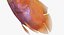 Blood Parrot Cichlid