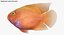 Blood Parrot Cichlid
