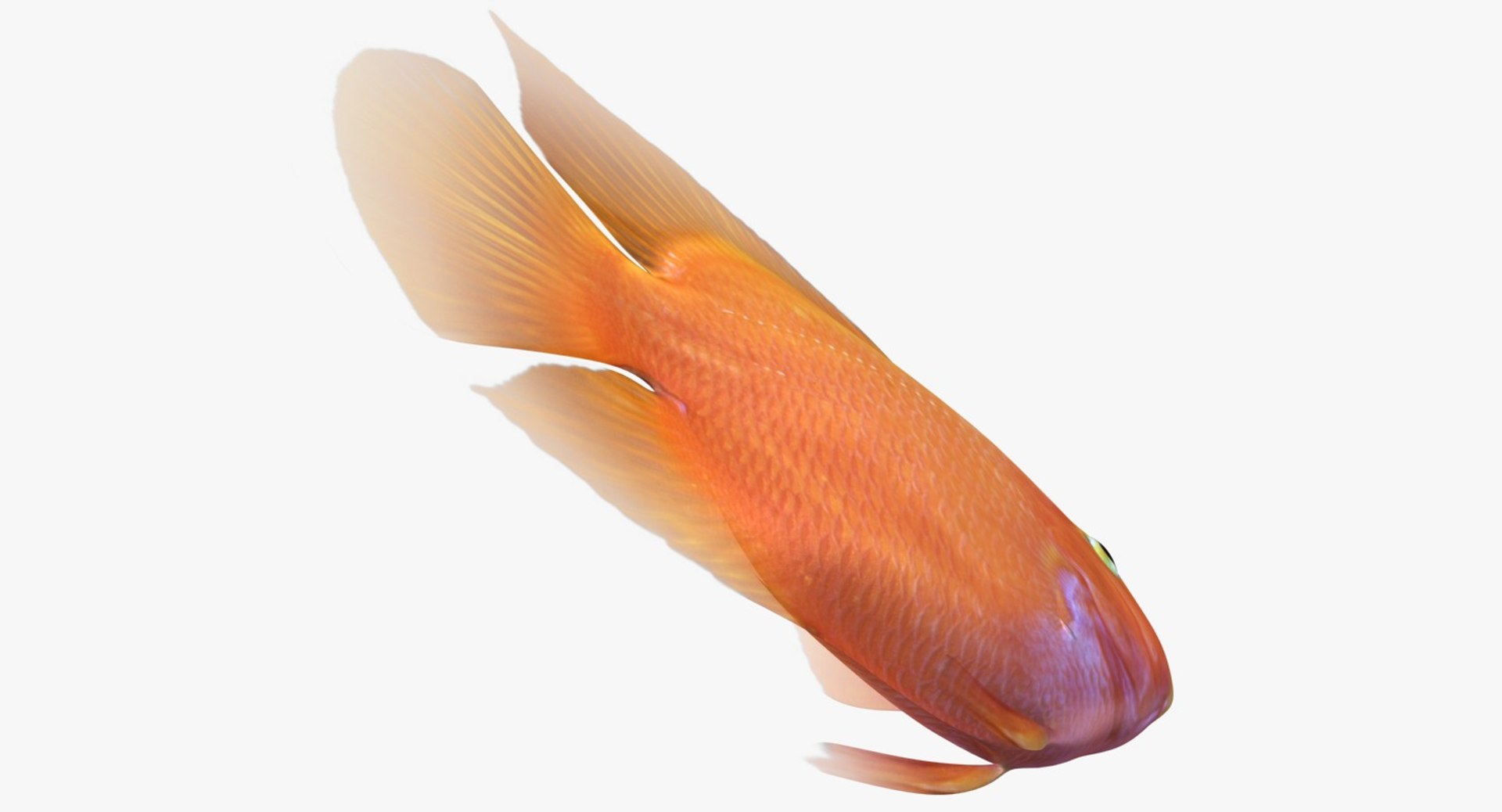 blood parrot cichlid scanline 3d model https://p.turbosquid.com/ts-thumb/od/fPJUTf/ztaQh0EY/ryukingoldfish_rr13/jpg/1527029454/1920x1080/fit_q87/a149aa9c82105f9ed7c0351f8739a9208dee4a2f/ryukingoldfish_rr13.jpg