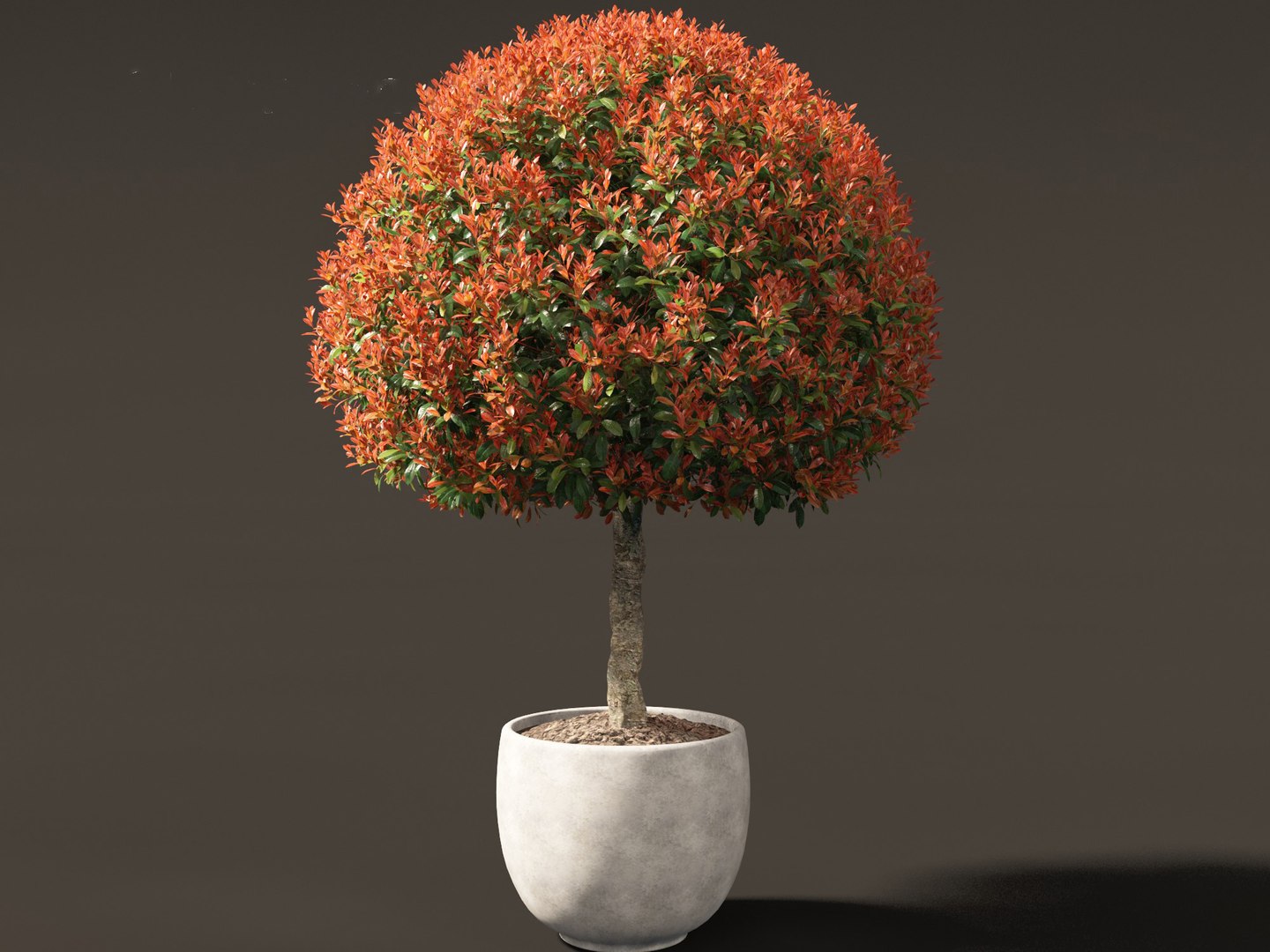 3D model Photinia x fraseri Red Robin - Red tip photinia 03 https://p.turbosquid.com/ts-thumb/od/ncqgxK/16/photiniaxfraseriredrobin039/jpg/1694791391/1920x1080/fit_q87/f73591c209375eb9b193e569991d5f2ea433283d/photiniaxfraseriredrobin039.jpg