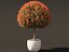 Photinia x fraseri Red Robin - Red tip photinia 03