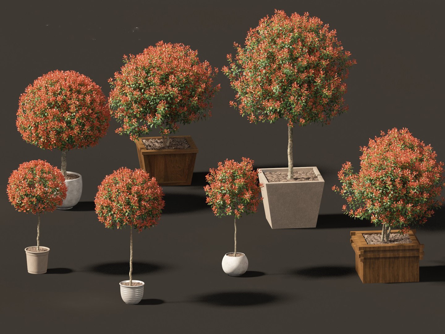 3D model Photinia x fraseri Red Robin - Red tip photinia 03 https://p.turbosquid.com/ts-thumb/od/ncqgxK/9y/photiniaxfraseriredrobin0310/jpg/1694791390/1920x1080/fit_q87/82ef059755a032f57b170399f66b56983ca1a442/photiniaxfraseriredrobin0310.jpg