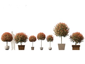 3D model Photinia x fraseri Red Robin - Red tip photinia 03