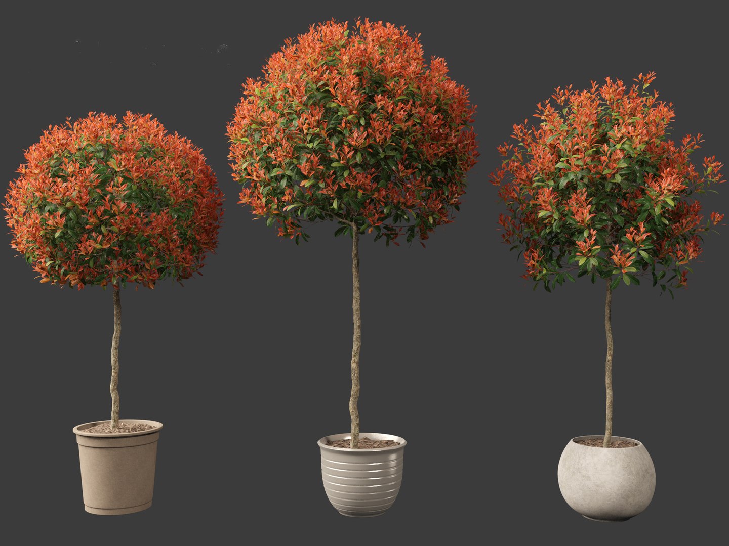 3D model Photinia x fraseri Red Robin - Red tip photinia 03 https://p.turbosquid.com/ts-thumb/od/ncqgxK/CA/photiniaxfraseriredrobin036/jpg/1694791383/1920x1080/fit_q87/59b7d59bfeecda08dd63619ceff1335ce9627df2/photiniaxfraseriredrobin036.jpg