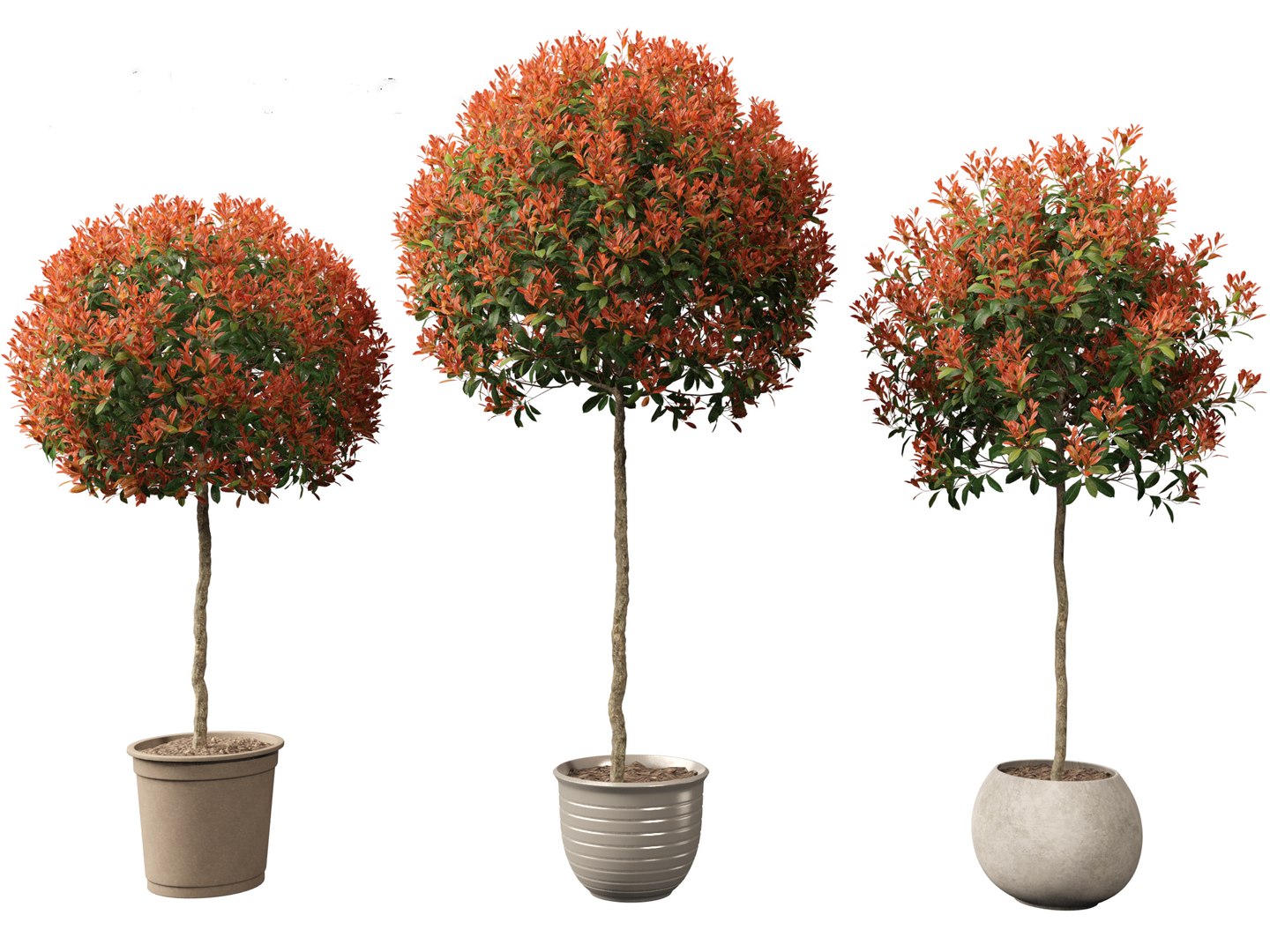 3D model Photinia x fraseri Red Robin - Red tip photinia 03 https://p.turbosquid.com/ts-thumb/od/ncqgxK/Fz/photiniaxfraseriredrobin035/jpg/1694791375/1920x1080/fit_q87/85e37fe64f5a1dcb65da1ba14ae2de179419b3bd/photiniaxfraseriredrobin035.jpg
