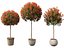 Photinia x fraseri Red Robin - Red tip photinia 03