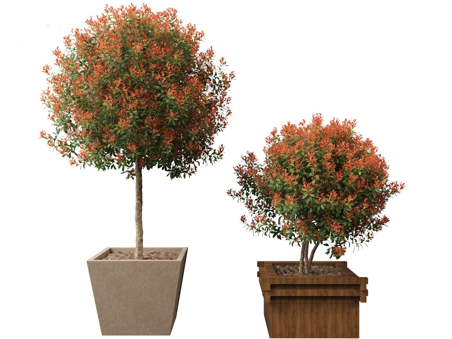 3D model Photinia x fraseri Red Robin - Red tip photinia 03 https://p.turbosquid.com/ts-thumb/od/ncqgxK/GB/photiniaxfraseriredrobin037/jpg/1694791388/1920x1080/fit_q87/3aa89099b9cb077126c90726cda365078f4b93c8/photiniaxfraseriredrobin037.jpg