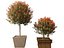 Photinia x fraseri Red Robin - Red tip photinia 03