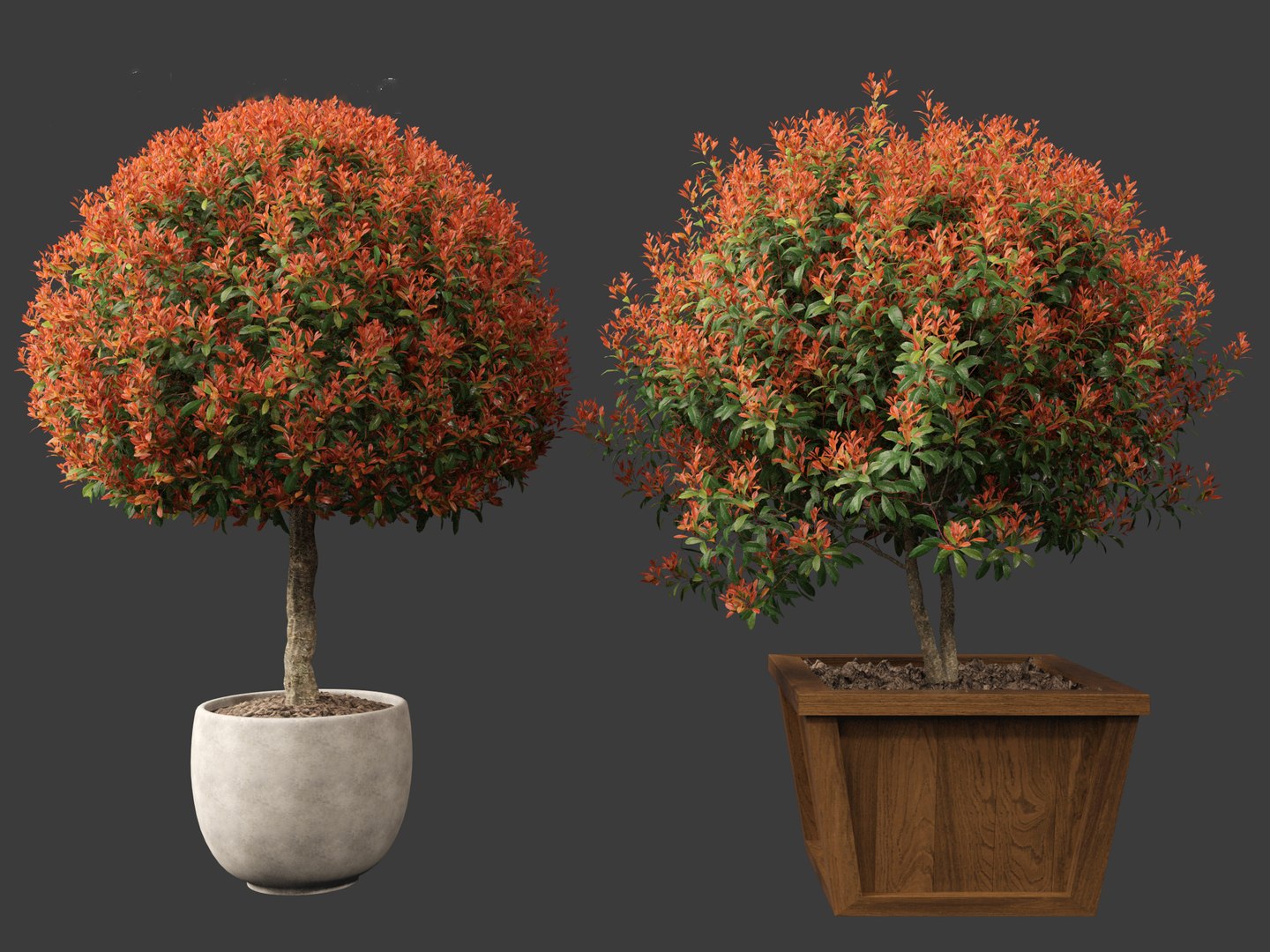 3D model Photinia x fraseri Red Robin - Red tip photinia 03 https://p.turbosquid.com/ts-thumb/od/ncqgxK/W2/photiniaxfraseriredrobin034/jpg/1694791366/1920x1080/fit_q87/d3add7f7c24a1c4f820d46e2cec1379e7a799065/photiniaxfraseriredrobin034.jpg