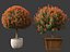 Photinia x fraseri Red Robin - Red tip photinia 03