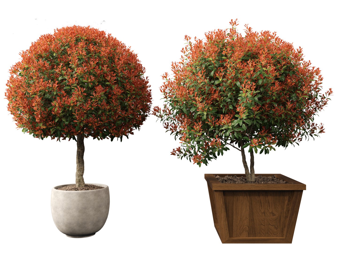 3D model Photinia x fraseri Red Robin - Red tip photinia 03 https://p.turbosquid.com/ts-thumb/od/ncqgxK/Wy/photiniaxfraseriredrobin033/jpg/1694791357/1920x1080/fit_q87/97efe2b14fc396301389077d0a64cc52872cd14f/photiniaxfraseriredrobin033.jpg