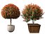 Photinia x fraseri Red Robin - Red tip photinia 03