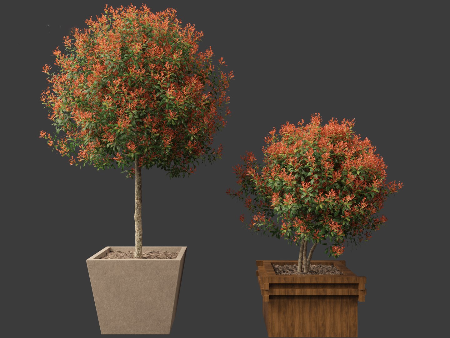 3D model Photinia x fraseri Red Robin - Red tip photinia 03 https://p.turbosquid.com/ts-thumb/od/ncqgxK/p5/photiniaxfraseriredrobin038/jpg/1694791387/1920x1080/fit_q87/7bbc870efcf8b014a1488593333908da4bdf502d/photiniaxfraseriredrobin038.jpg