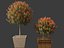 Photinia x fraseri Red Robin - Red tip photinia 03