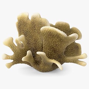 Coral Pavona 03 3D