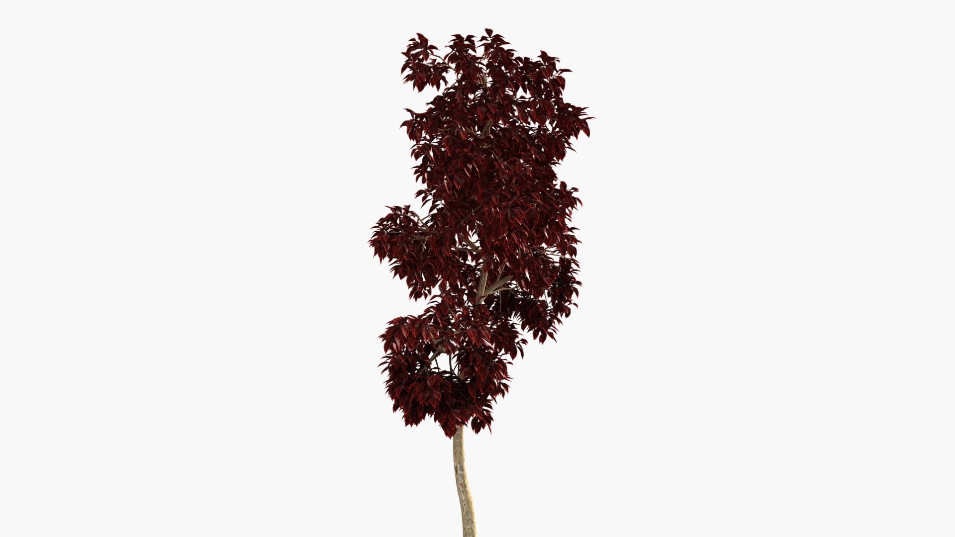 wind tree 3D https://p.turbosquid.com/ts-thumb/od/wizjct/U8/hh_0003/jpg/1608603506/1920x1080/fit_q87/a7490c9d11b84a2c7a02bb01fa87413f8e2bd1f9/hh_0003.jpg