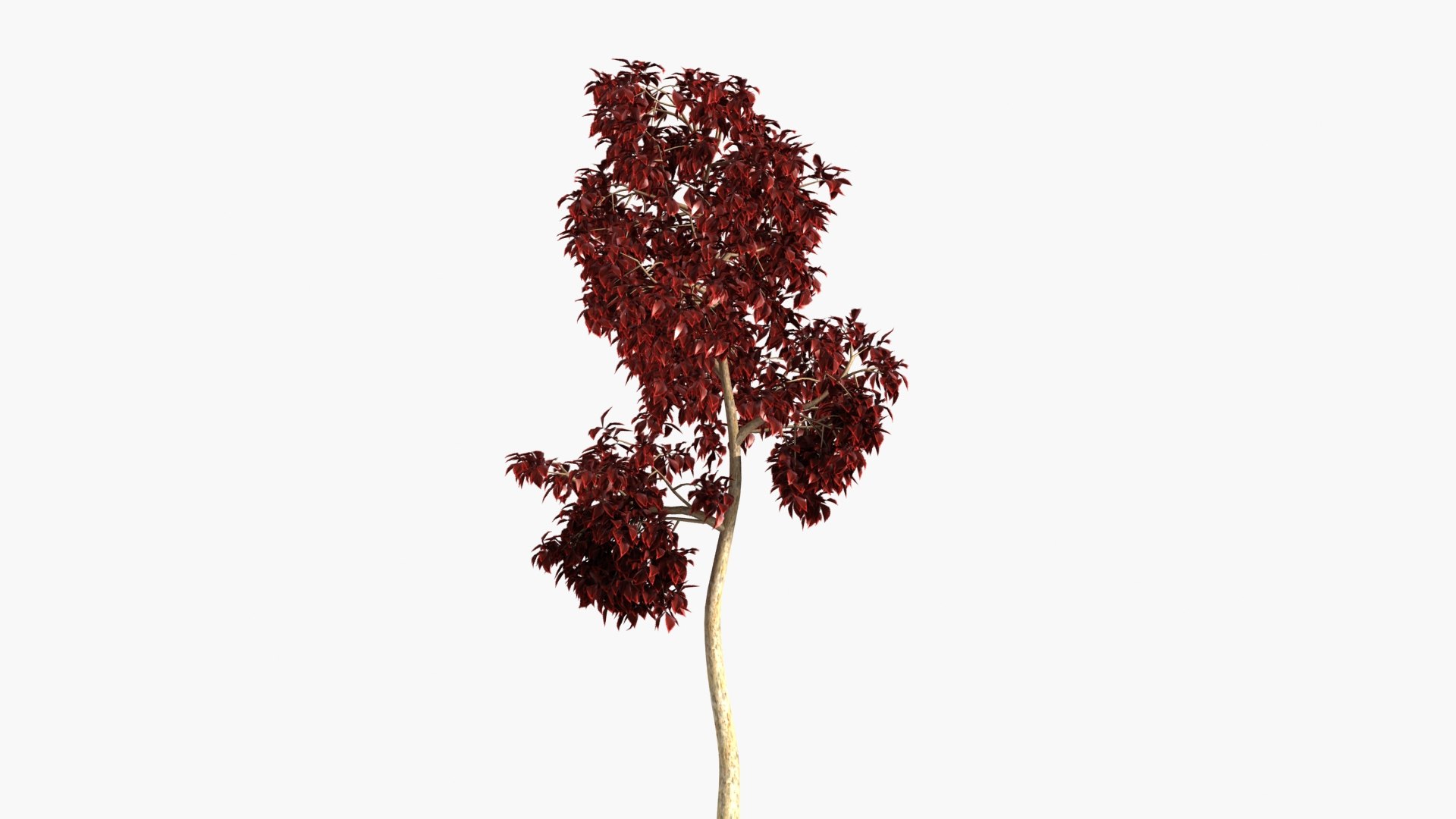 wind tree 3D https://p.turbosquid.com/ts-thumb/od/wizjct/rl/hhxl_0001/jpg/1608603638/1920x1080/fit_q87/aa7236978b6d264d3c2da20da207668a23462c63/hhxl_0001.jpg