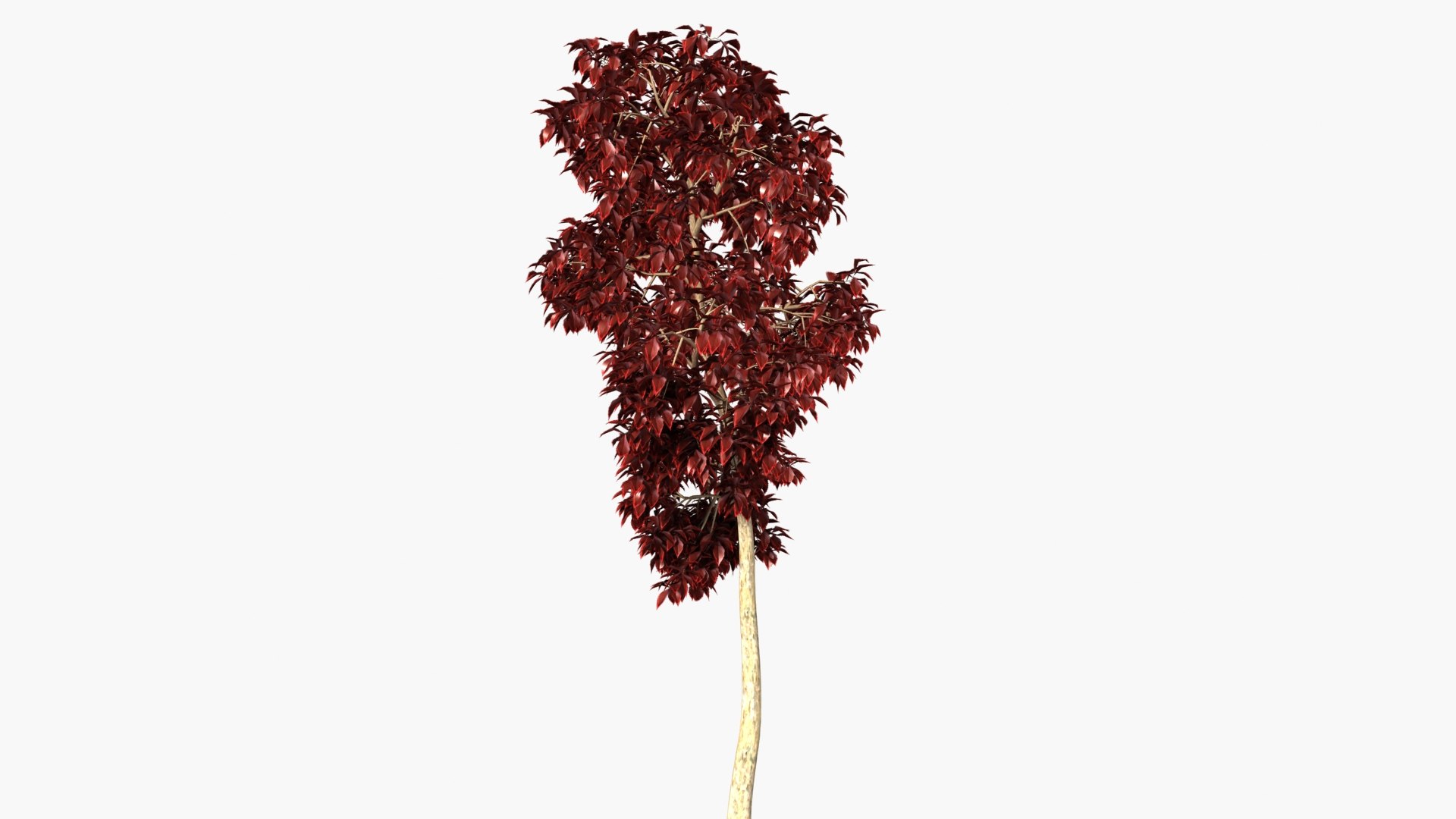 wind tree 3D https://p.turbosquid.com/ts-thumb/od/wizjct/uZ/hh_0001/jpg/1608603505/1920x1080/fit_q87/99caceebd5632076e52f9c64b58d6cbbd4aec659/hh_0001.jpg