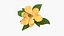 Magnolia jaune en pleine floraison avec feuilles vertes