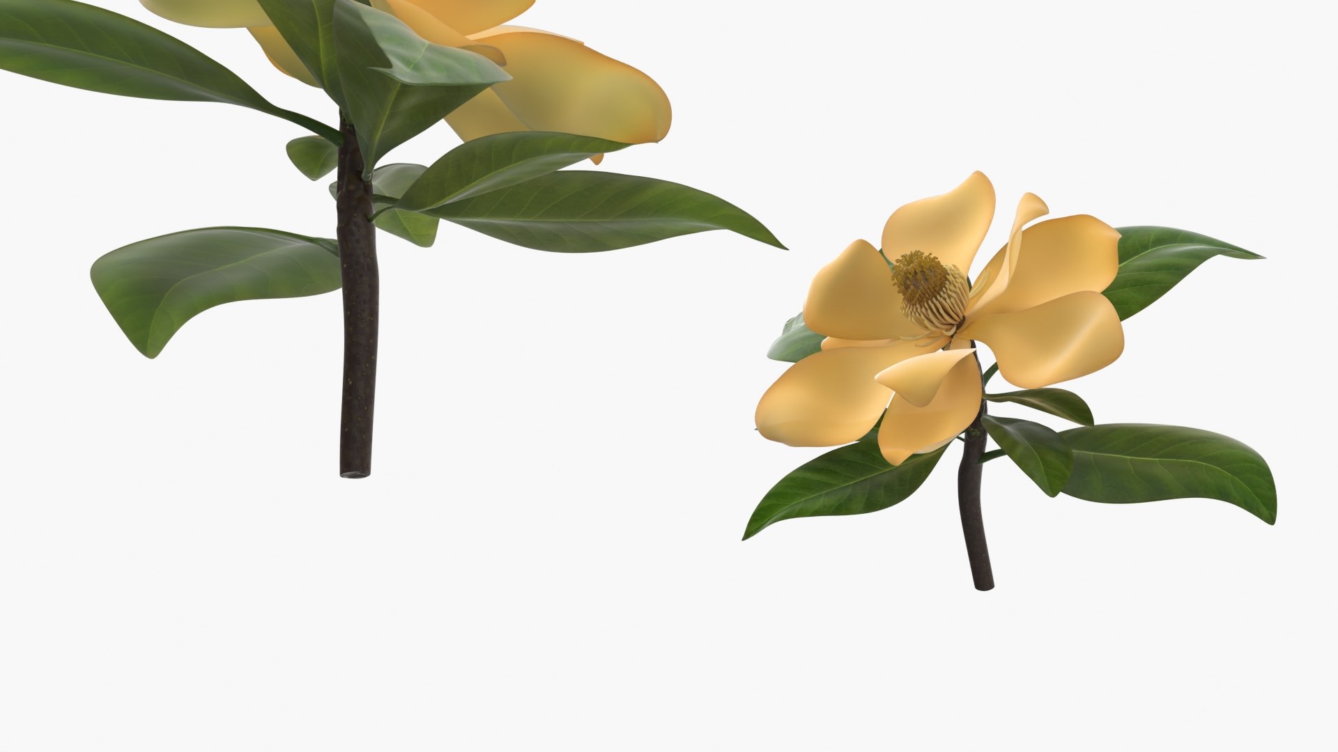 Yellow Magnolia Fully Open Bloom with Green Leaves model https://p.turbosquid.com/ts-thumb/od/wzesq7/jF/yellow_magnolia_fully_open_bloom_with_green_leaves_006/jpg/1763071333/1920x1080/fit_q87/98653136bdb01468478cc3d094bdb988326932c9/yellow_magnolia_fully_open_bloom_with_green_leaves_006.jpg