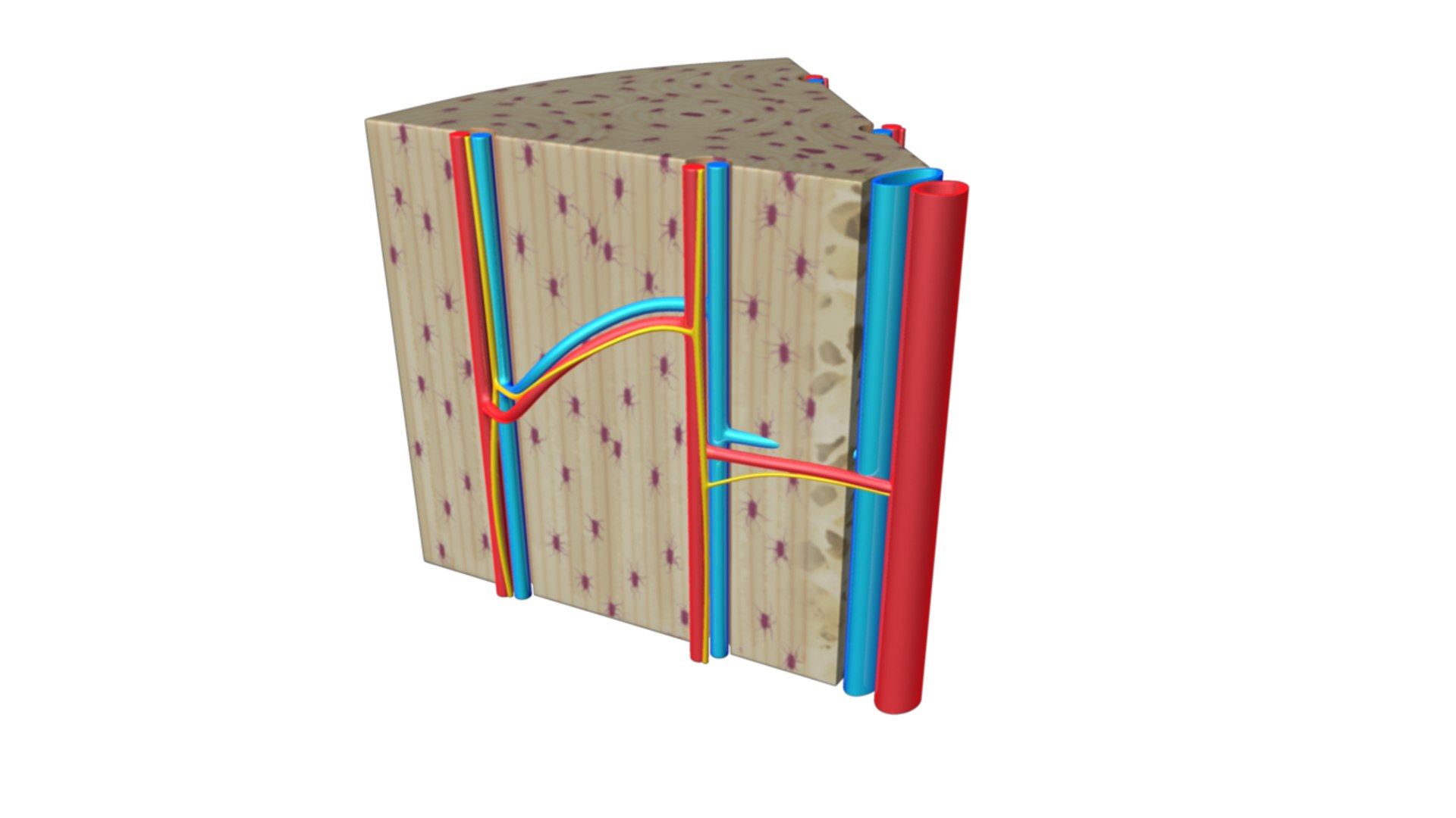 3d Bone Skeleton Model