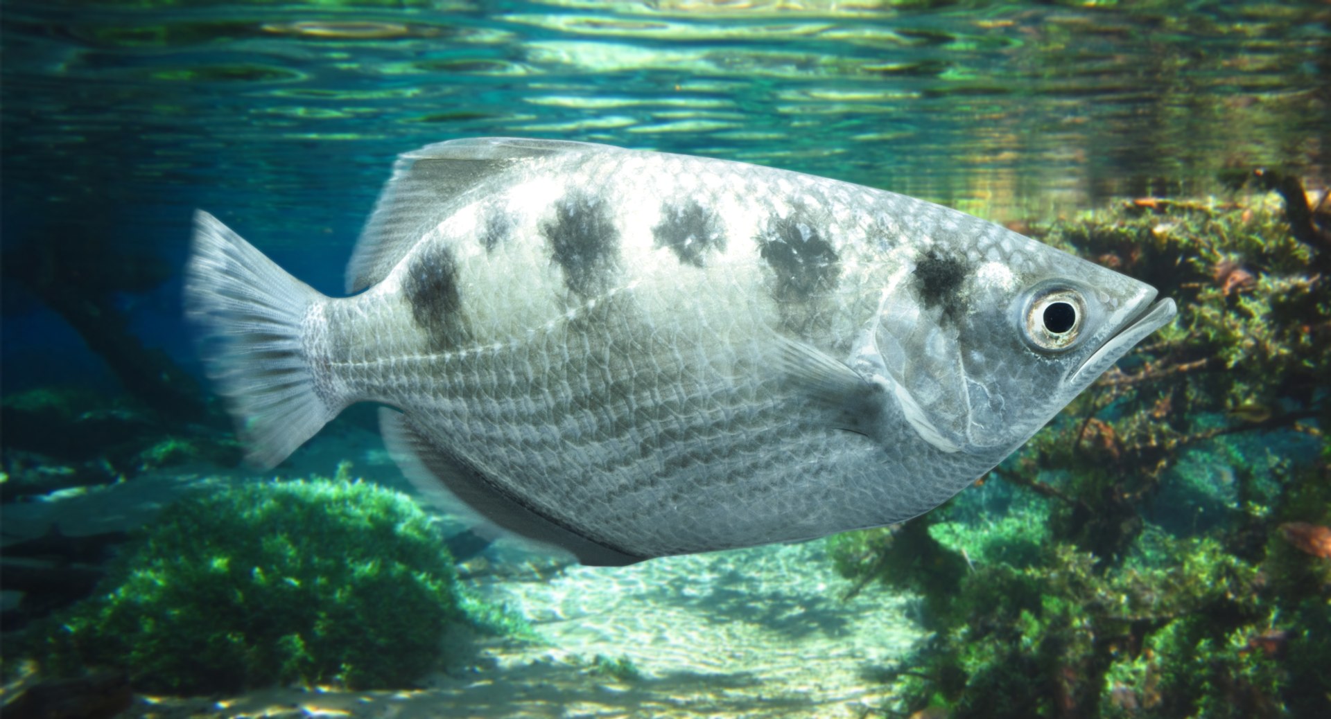 3D archerfish pbr model https://p.turbosquid.com/ts-thumb/oe/1kiXtq/YdCEFp1E/archerfish/png/1537556864/1920x1080/fit_q87/154cbe2433f84b1f557a34799ee4e3c1a2ce702b/archerfish.jpg