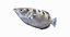 3D archerfish pbr model