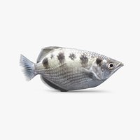 Archerfish
