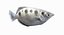3D archerfish pbr model