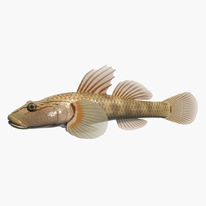 3d fresh water model