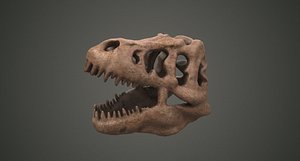 3D dinosaur bones skulls trex