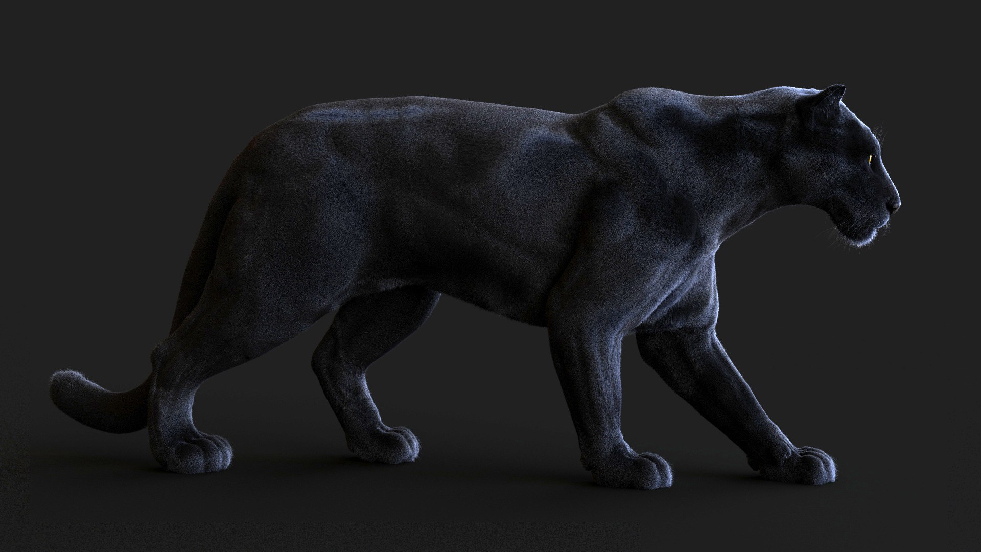3D BLACK PANTHER ANIMATED XGENCORE TurboSquid 2075244