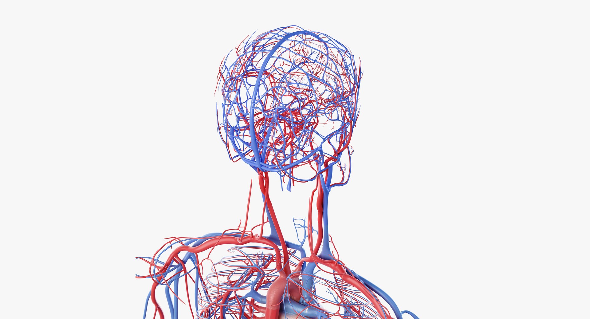 3D male female anatomy set model https://p.turbosquid.com/ts-thumb/oe/ZdnhW0/0YGs5OZV/anatomy_vasc_09/png/1557215390/1920x1080/fit_q87/74ae6ba23d9e0e877450512778fe15d574eb3905/anatomy_vasc_09.jpg