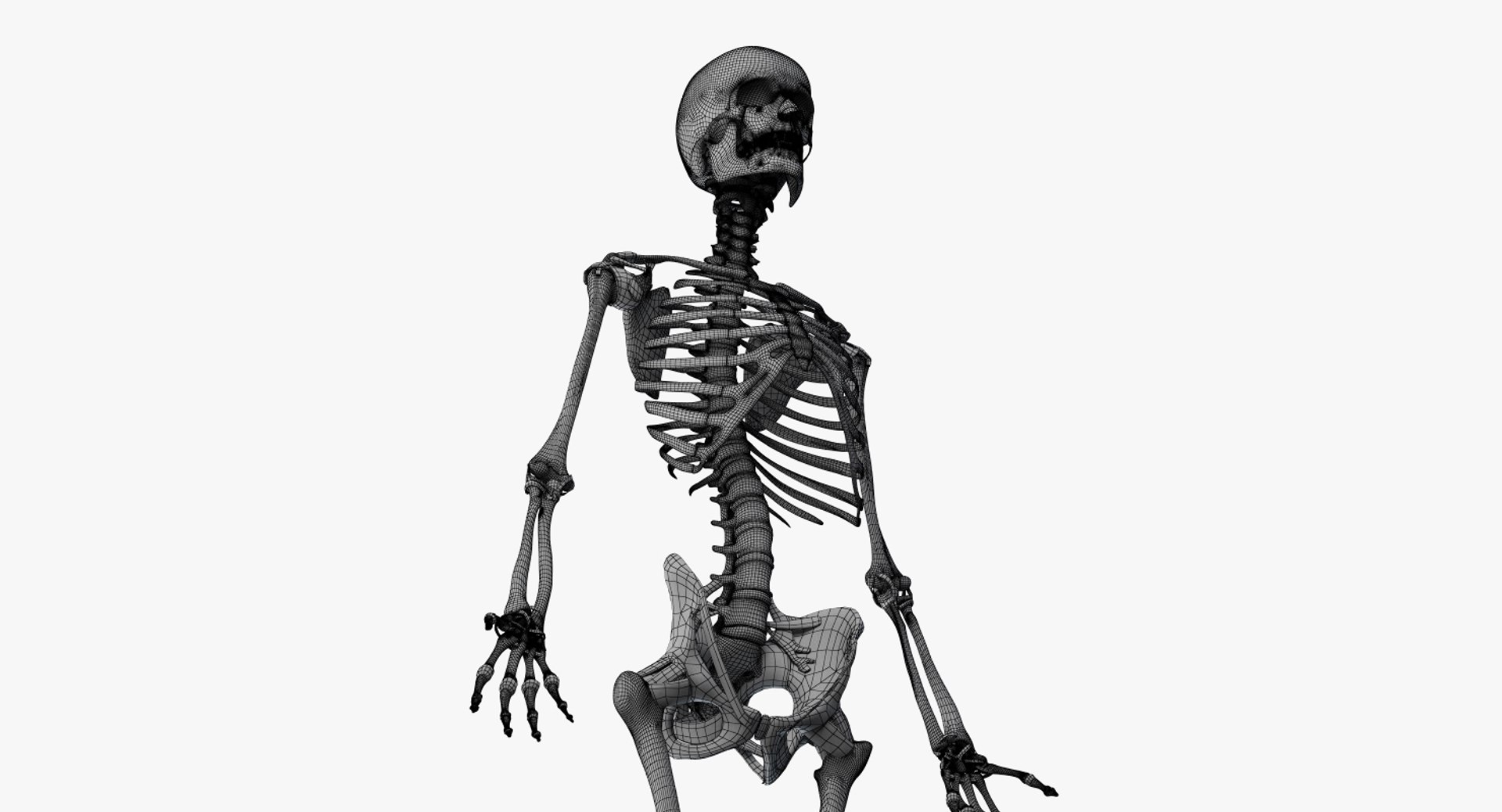 3D male female anatomy set model https://p.turbosquid.com/ts-thumb/oe/ZdnhW0/0htEglF3/2019_female_wire_anatomy_skel0006/jpg/1557215648/1920x1080/fit_q87/e8809745b9b1d405f5deb208272b9ea3069f8d99/2019_female_wire_anatomy_skel0006.jpg