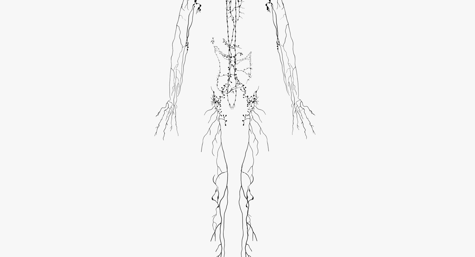 3D male female anatomy set model https://p.turbosquid.com/ts-thumb/oe/ZdnhW0/8CbRzZPz/wire_all_lymph0002/png/1557215784/1920x1080/fit_q87/0e0af924d0653879d23371d3b3985e3de94957e0/wire_all_lymph0002.jpg