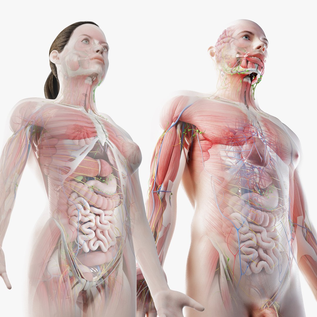 3D male female anatomy set model https://p.turbosquid.com/ts-thumb/oe/ZdnhW0/9J/set_male_and_female_static_signature/jpg/1642276962/1920x1080/fit_q87/1ab83580b7ac79741f8c26f093c4adfc856e2ba5/set_male_and_female_static_signature.jpg