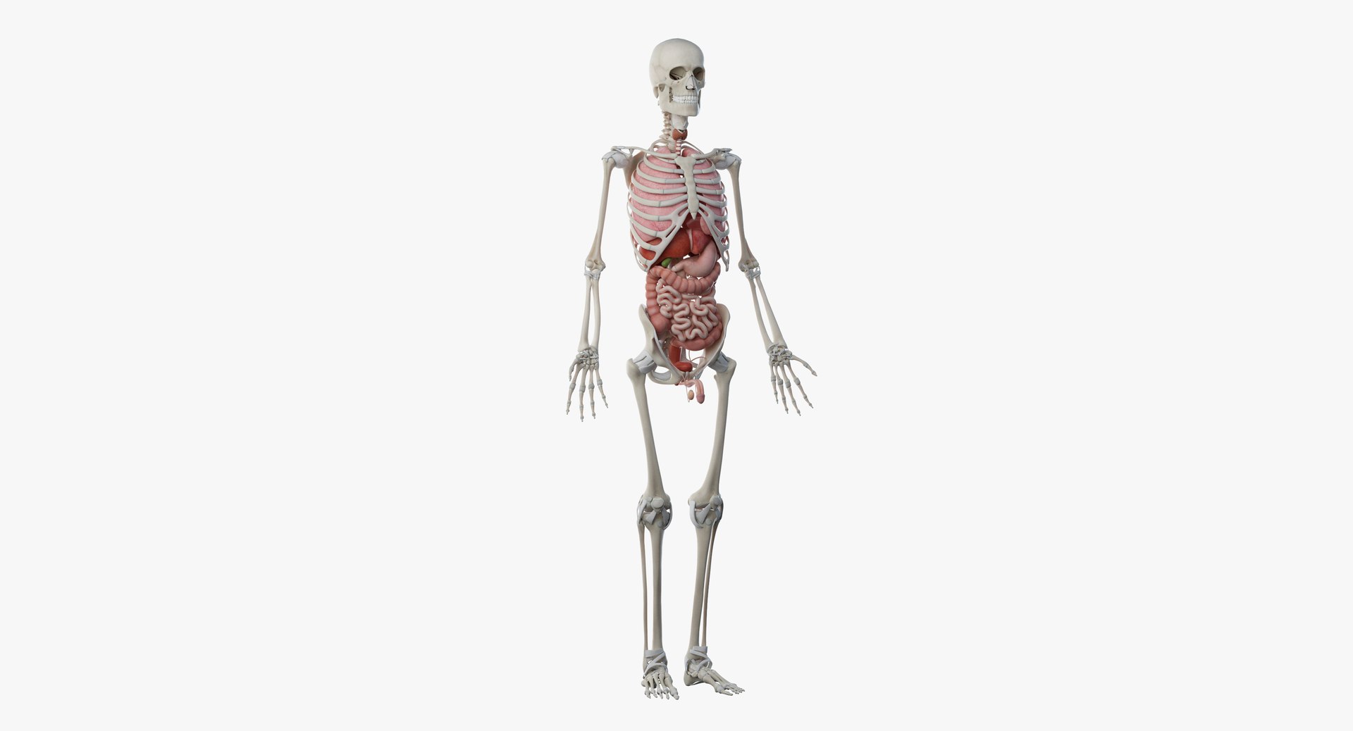3D male female anatomy set model https://p.turbosquid.com/ts-thumb/oe/ZdnhW0/CLJMkwWR/male_anatomy_skel_org0000/jpg/1557215452/1920x1080/fit_q87/fb5206ca43f18b8ba61df44f76a73511d0ce9d79/male_anatomy_skel_org0000.jpg