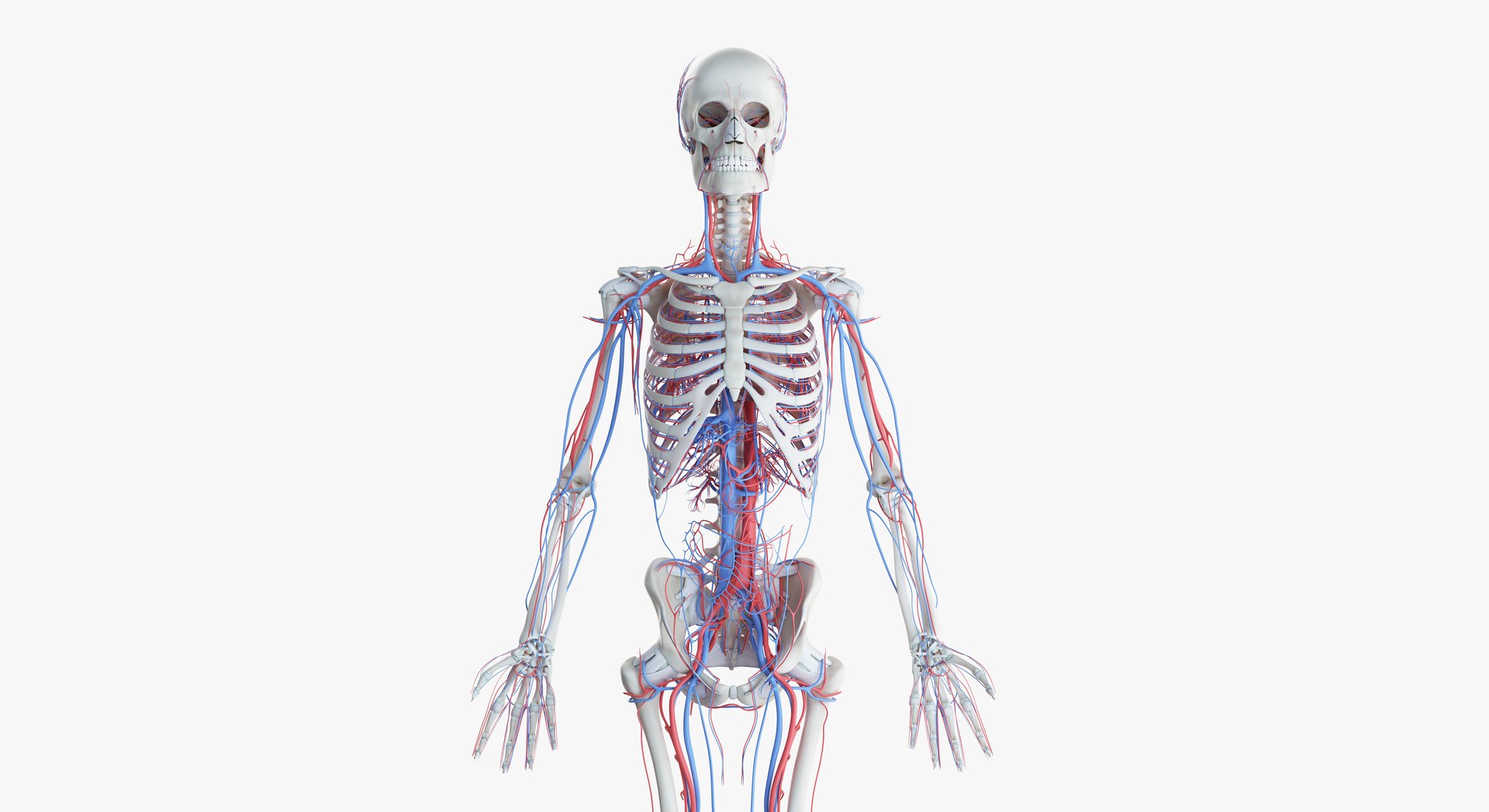3D male female anatomy set model https://p.turbosquid.com/ts-thumb/oe/ZdnhW0/EZqCX3Yu/2019_female_skeleton_vascular0001/jpg/1557215406/1920x1080/fit_q87/a416e2dd4cc60bd50f69f34f92759dd7f9ddc0aa/2019_female_skeleton_vascular0001.jpg