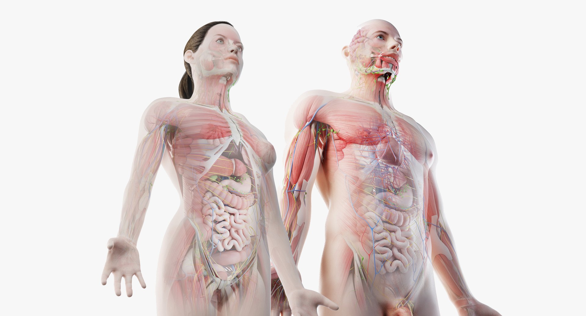 3D male female anatomy set model https://p.turbosquid.com/ts-thumb/oe/ZdnhW0/FDdTYXor/02_context_model/jpg/1550583498/1920x1080/fit_q87/175b9b414f97d59d5aeb939ff50d798ff9aabf7a/02_context_model.jpg