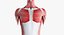 3D male female anatomy set model
