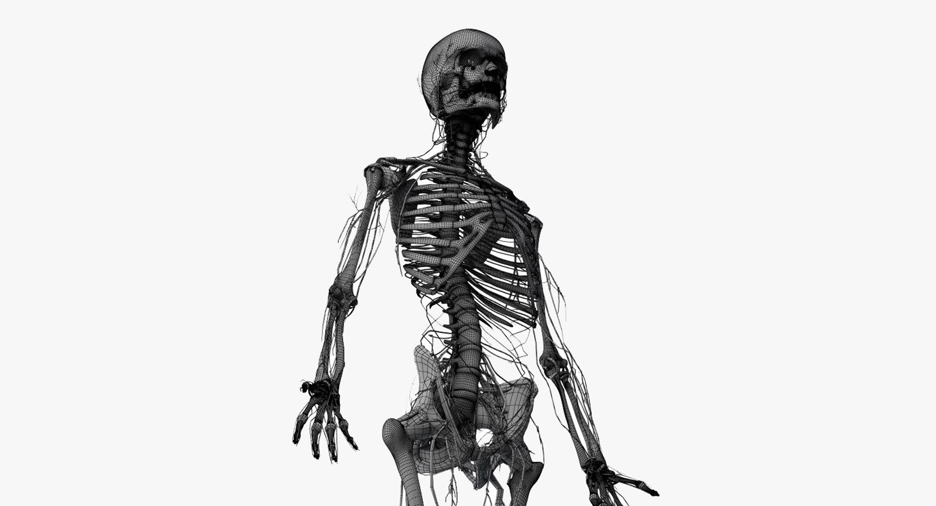 3D male female anatomy set model https://p.turbosquid.com/ts-thumb/oe/ZdnhW0/JLO5HHTC/2019_female_wire_anatomy_skel_nerves0006/jpg/1557215781/1920x1080/fit_q87/9983a40fa95e4cadd531064d02a95ffa2b37b322/2019_female_wire_anatomy_skel_nerves0006.jpg