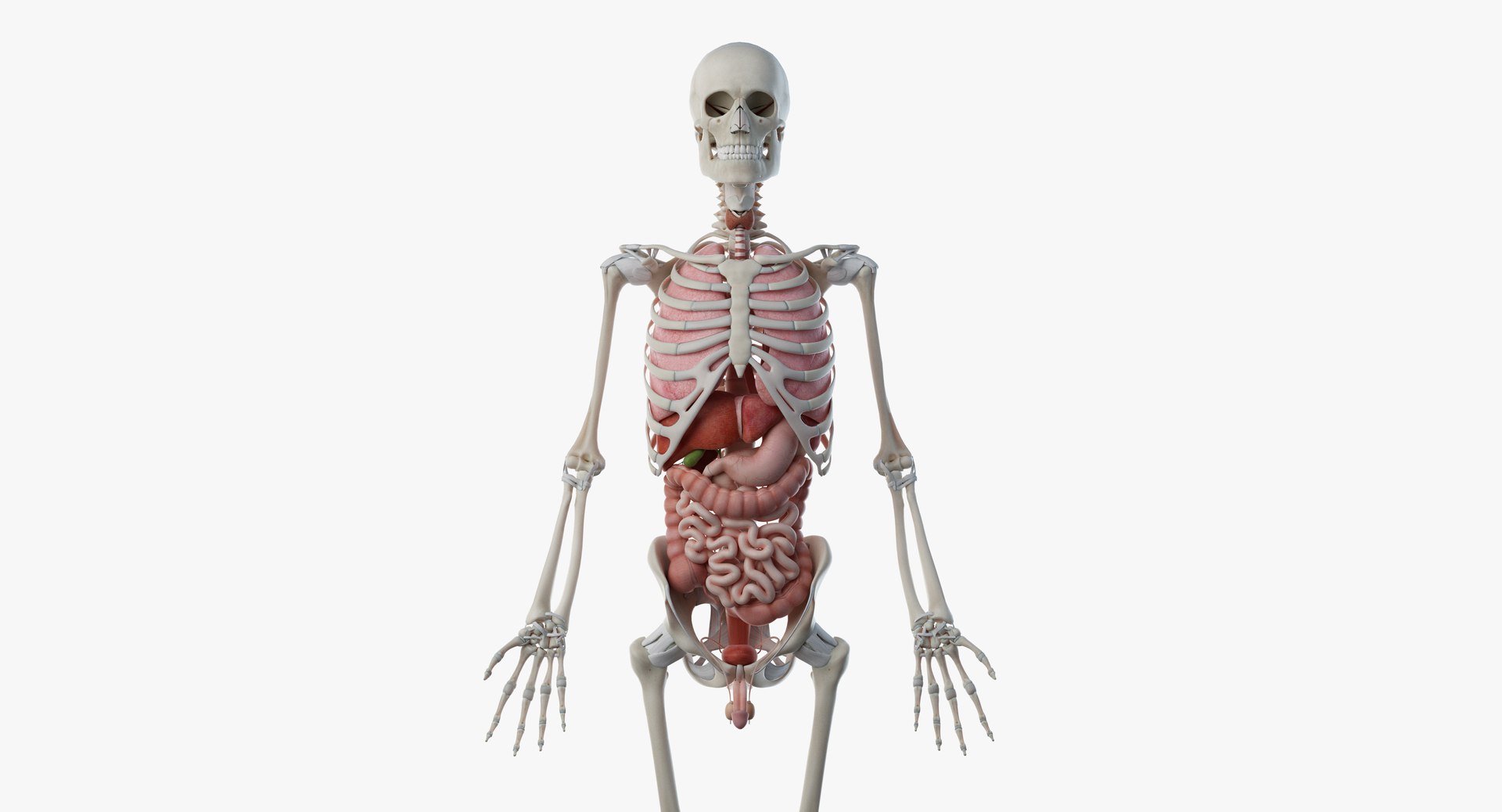 3D male female anatomy set model https://p.turbosquid.com/ts-thumb/oe/ZdnhW0/Jbw0X6L0/male_anatomy_skel_org0001/jpg/1557215452/1920x1080/fit_q87/26c845c41d2a309d3299eaad53d3409979f40a9a/male_anatomy_skel_org0001.jpg