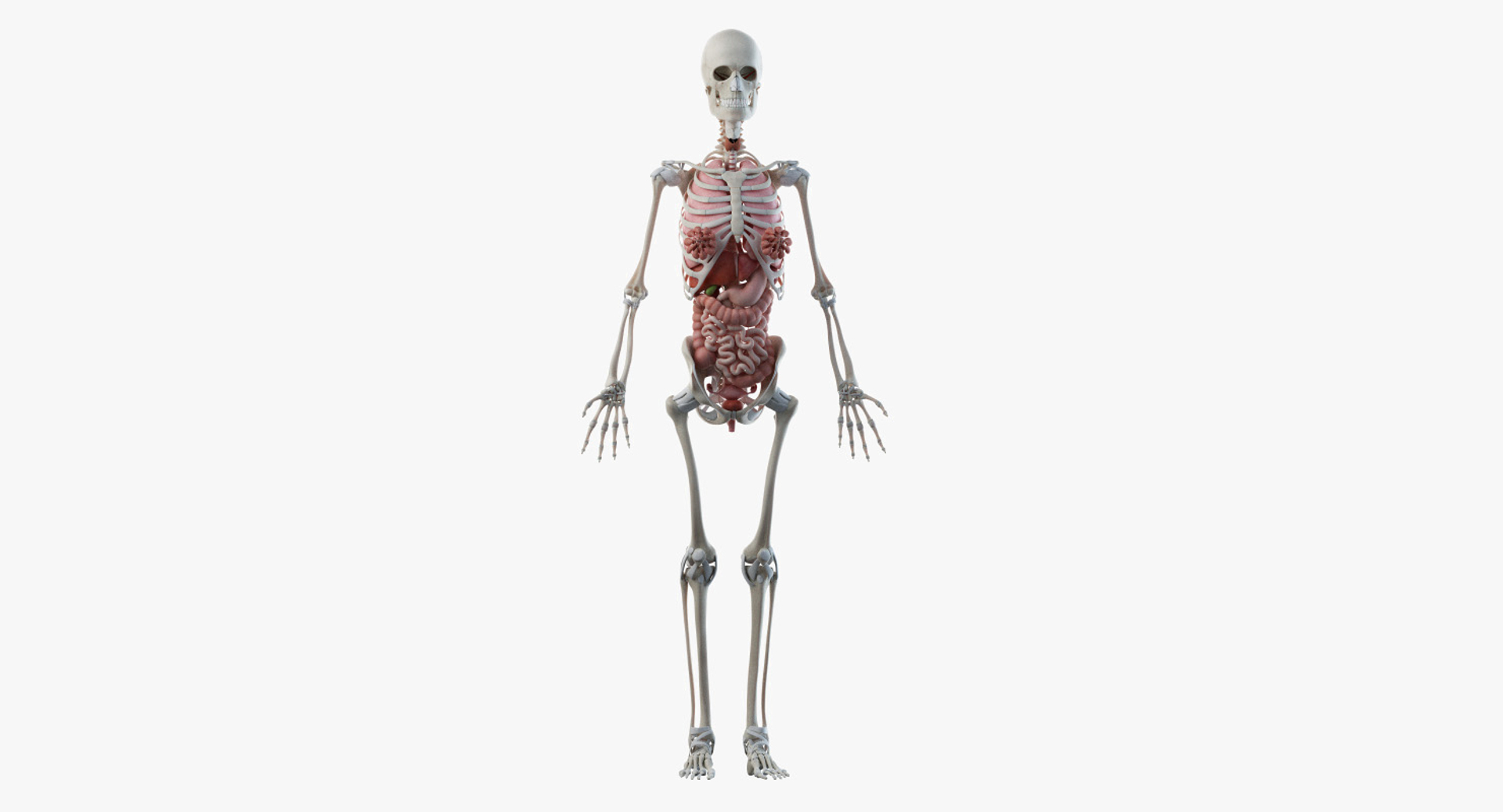 3D male female anatomy set model https://p.turbosquid.com/ts-thumb/oe/ZdnhW0/JrTXSt2o/2019_female_turntable_skel_organs/jpg/1557213912/1920x1080/turn_fit_q99/5d9abce3bf64ea6292a544a608016bea730b4c1a/2019_female_turntable_skel_organs-1.jpg